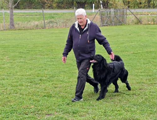 Begleithundeprüfung