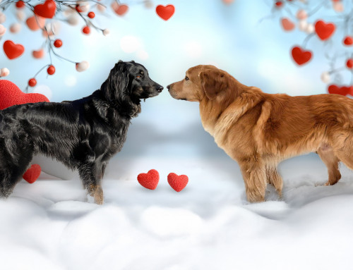 Der I-Wurf vom Hohenloher Land ist auf den Weg gebracht