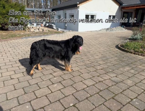 Elea am 50. Tag der Trächtigkeit