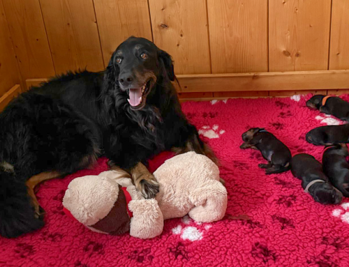 Die übliche Geräuschkulisse aus der Wurfkiste