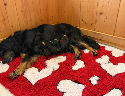 Hurra, die Welpen sind da!